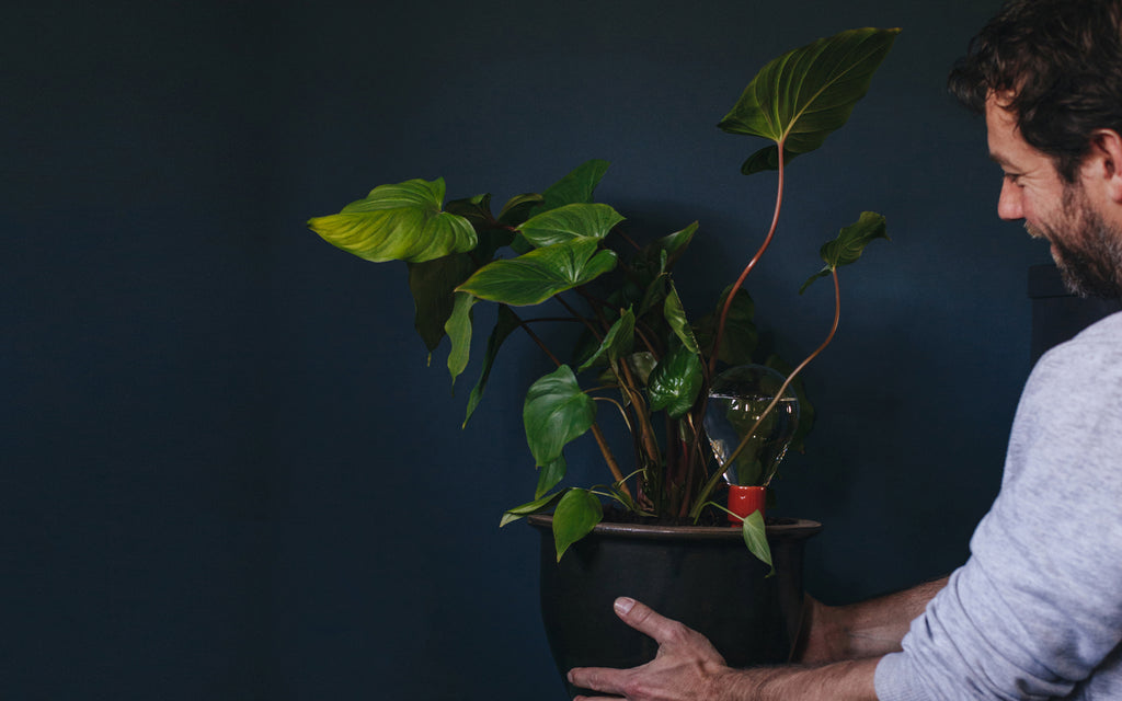 House of Thol Collection