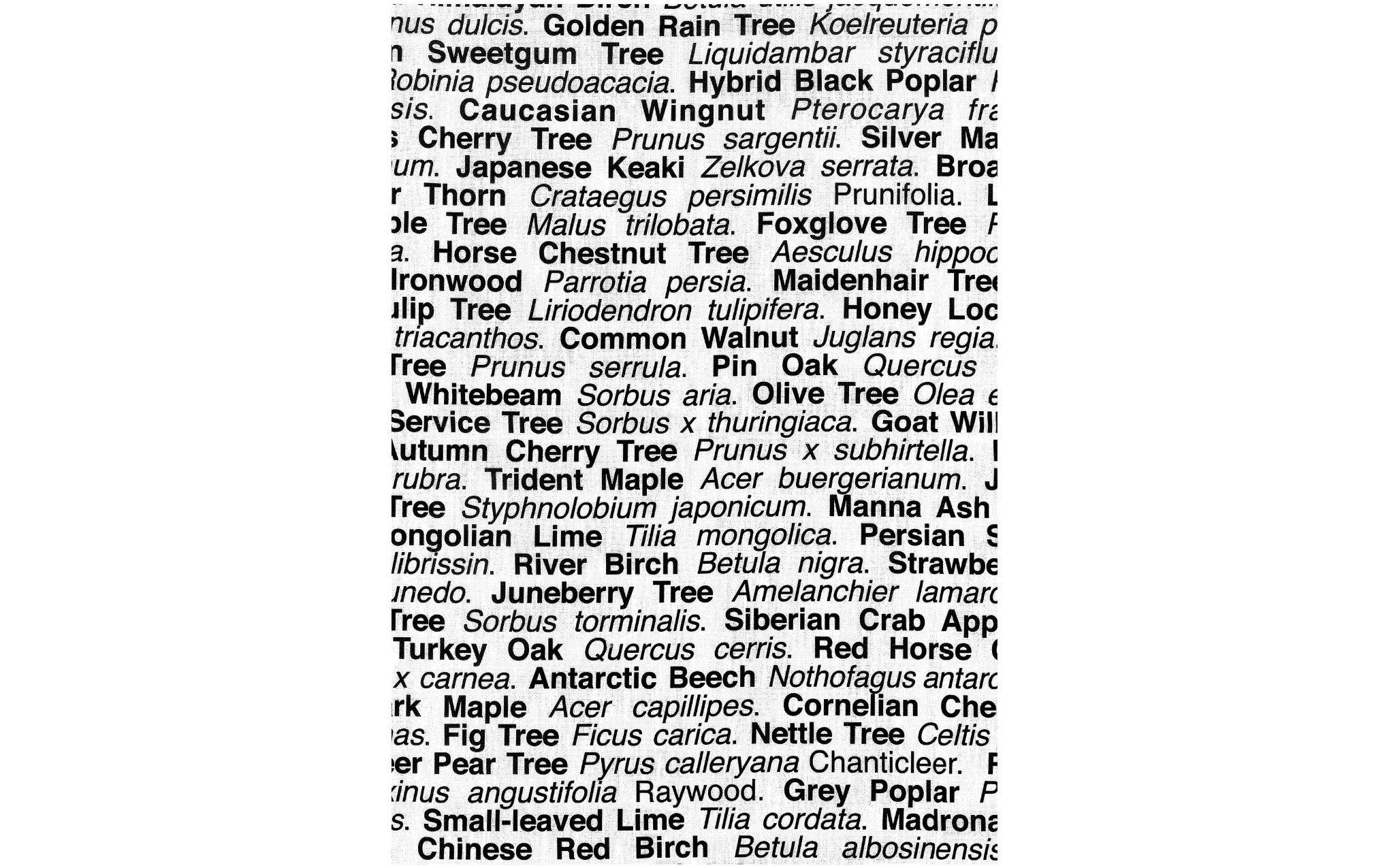 London Trees tea towel - black