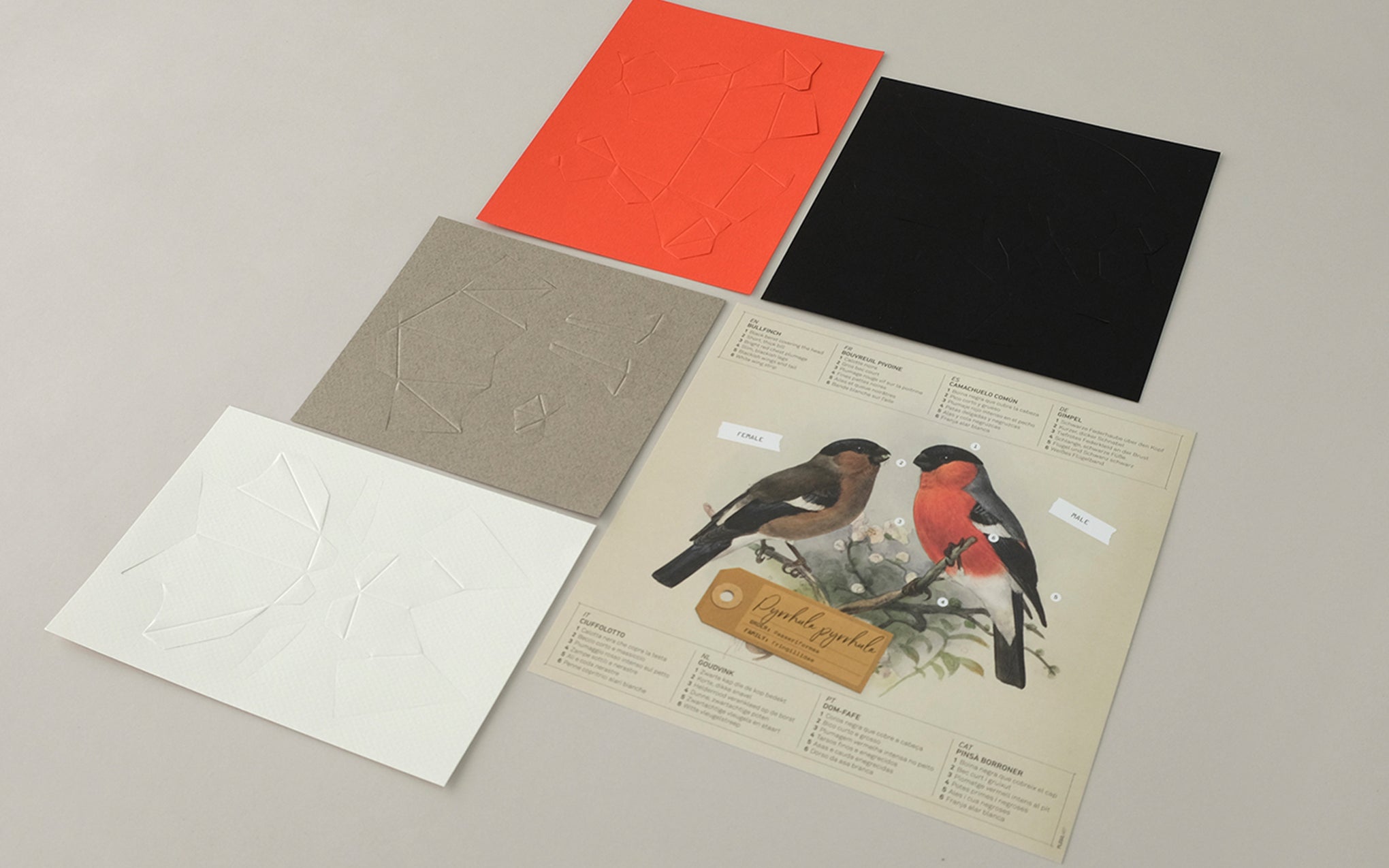 3D Paper Model - Pyrrhula Pyrrhula (Bullfinch)