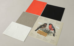 3D Paper Model - Pyrrhula Pyrrhula (Bullfinch)