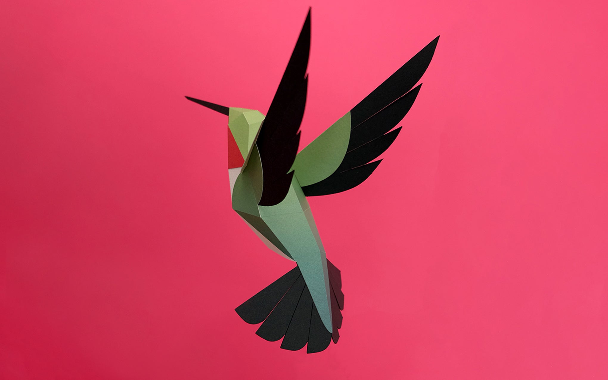 3D Paper Model - Selasphorus Platycercus (Hummingbird)