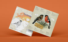 3D Paper Model - Pyrrhula Pyrrhula (Bullfinch)