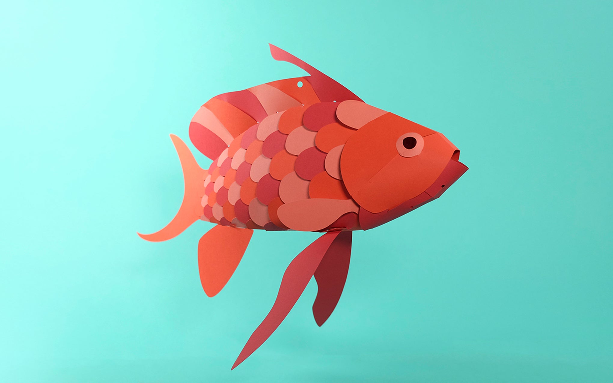 3D Paper Model - Anthias Anthias (Swallowtail Sea Perch)