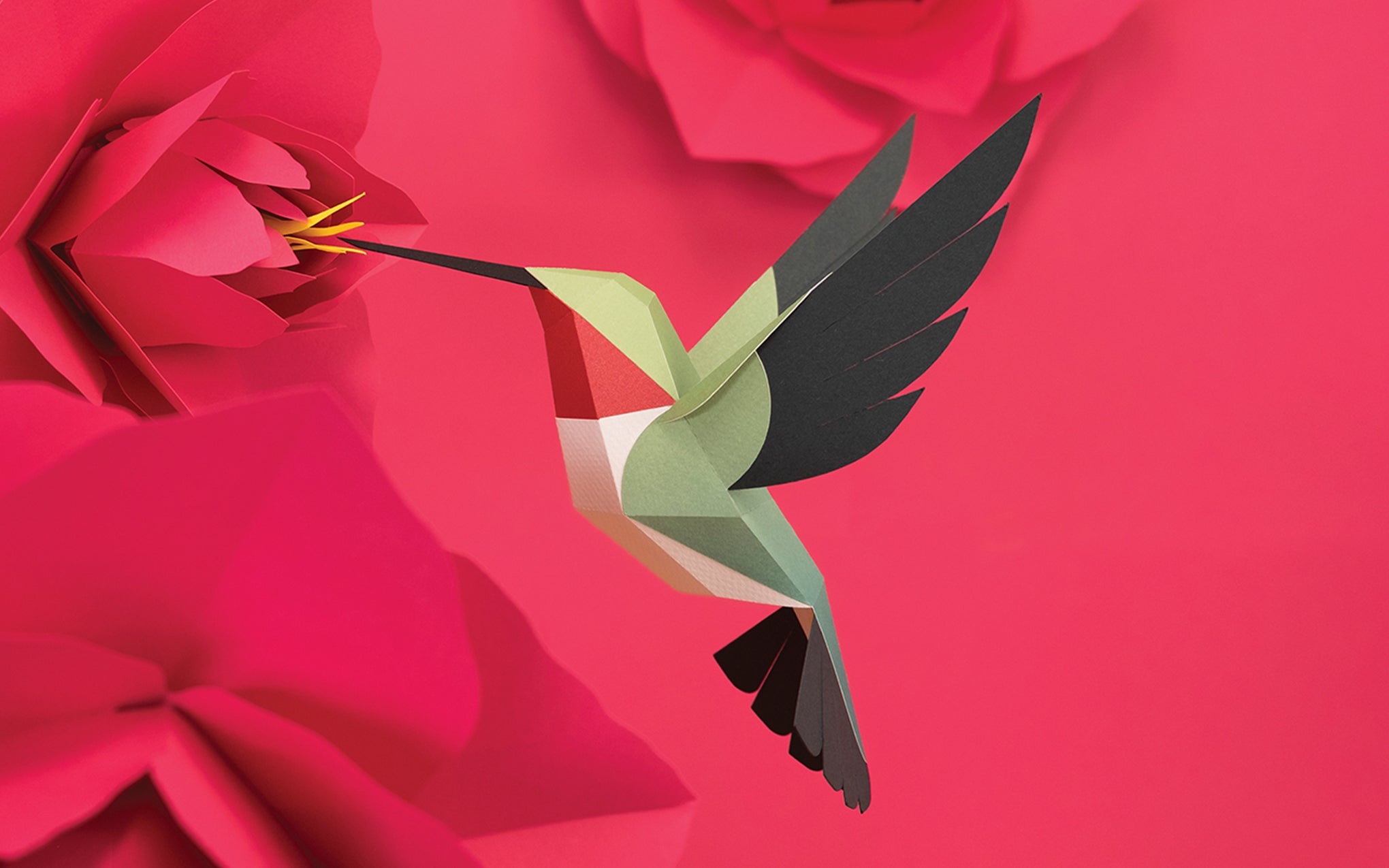 3D Paper Model - Selasphorus Platycercus (Hummingbird)