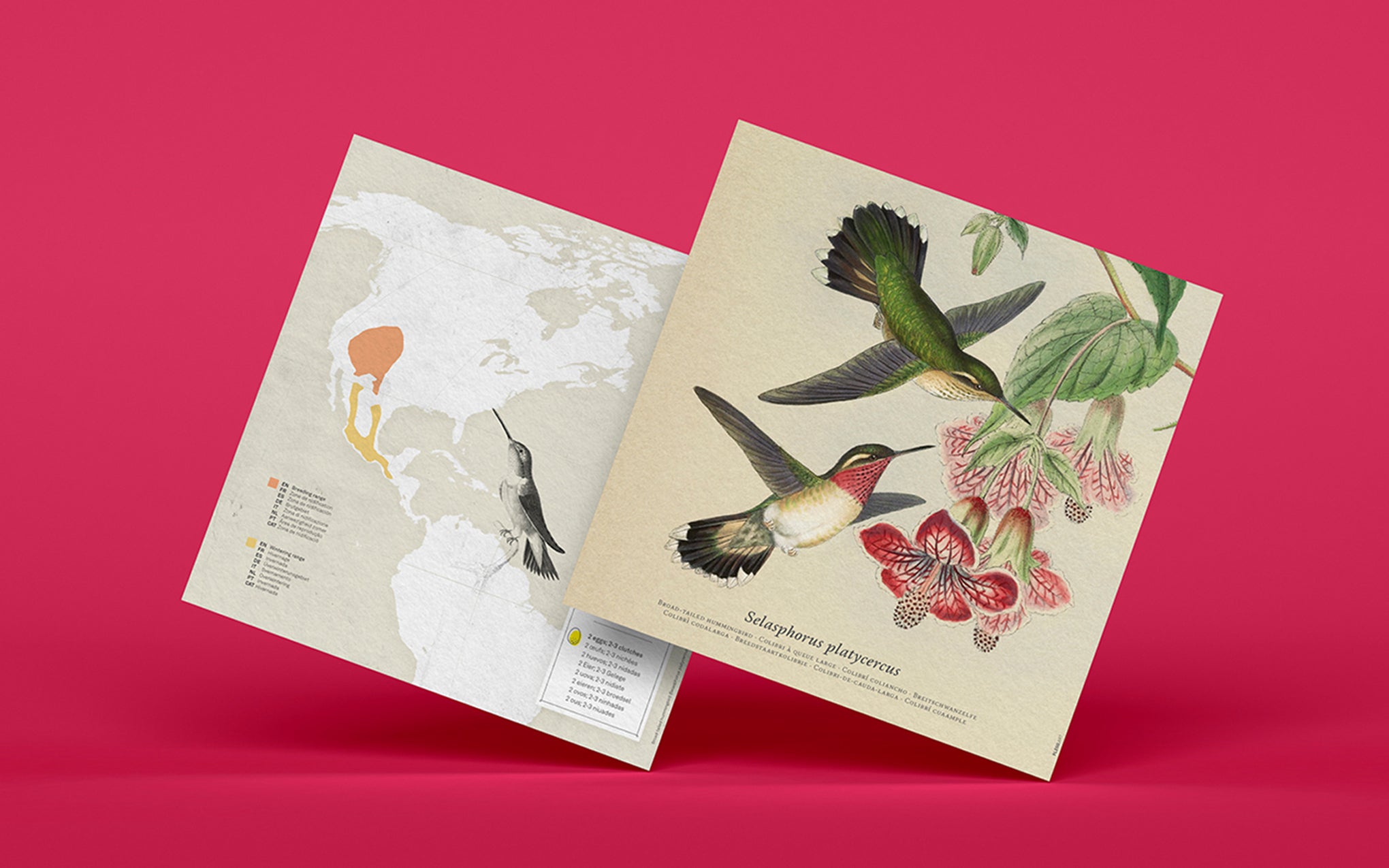 3D Paper Model - Selasphorus Platycercus (Hummingbird)