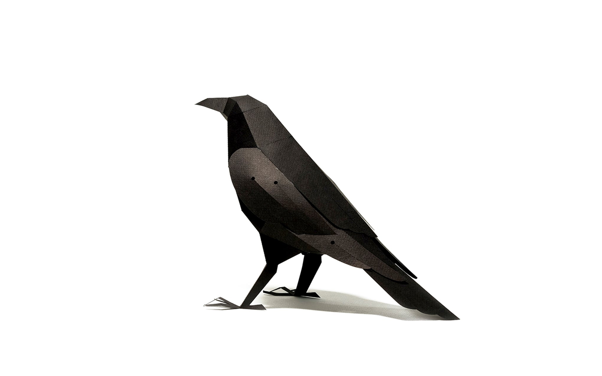 3D Paper Model - Corvus Corvax (Raven)