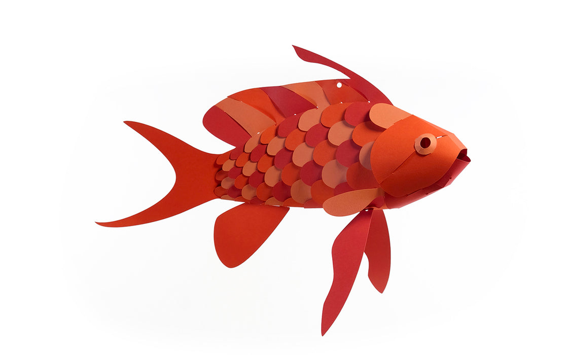 3D Paper Model - Anthias Anthias (Swallowtail Sea Perch)