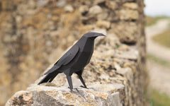 3D Paper Model - Corvus Corvax (Raven)