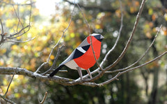3D Paper Model - Pyrrhula Pyrrhula (Bullfinch)