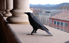 3D Paper Model - Corvus Corvax (Raven)
