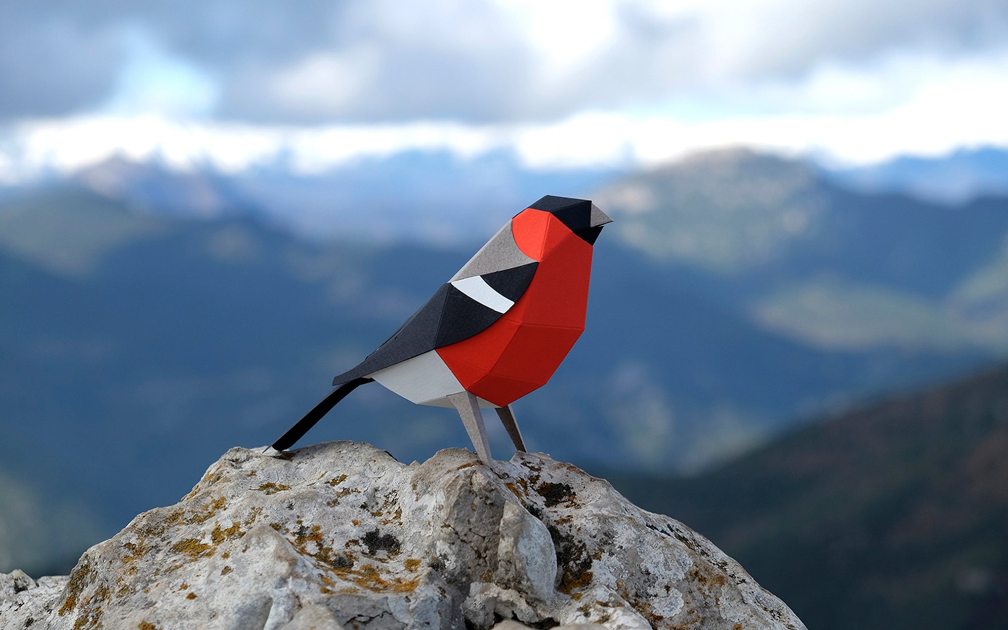 3D Paper Model - Pyrrhula Pyrrhula (Bullfinch)