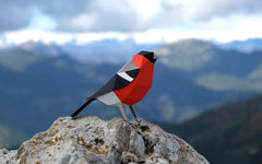 3D Paper Model - Pyrrhula Pyrrhula (Bullfinch)
