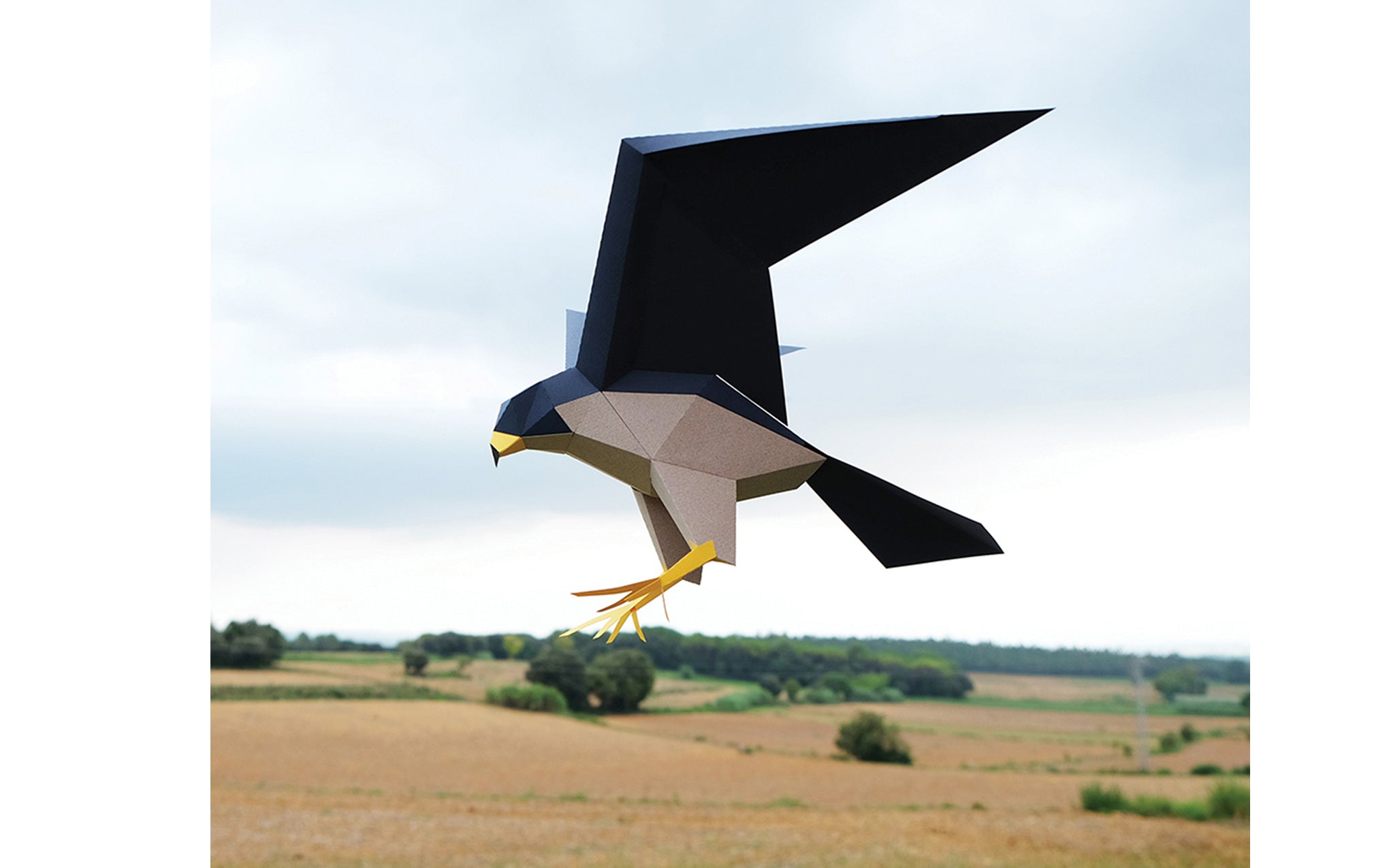 3D Paper Model - Falco Peregrinus (Peregrine Falcon)