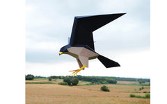 3D Paper Model - Falco Peregrinus (Peregrine Falcon)
