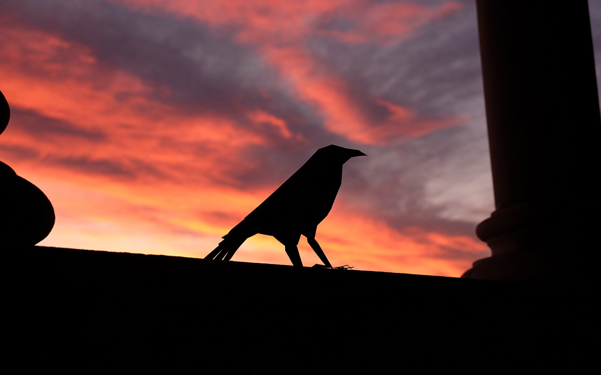 3D Paper Model - Corvus Corvax (Raven)