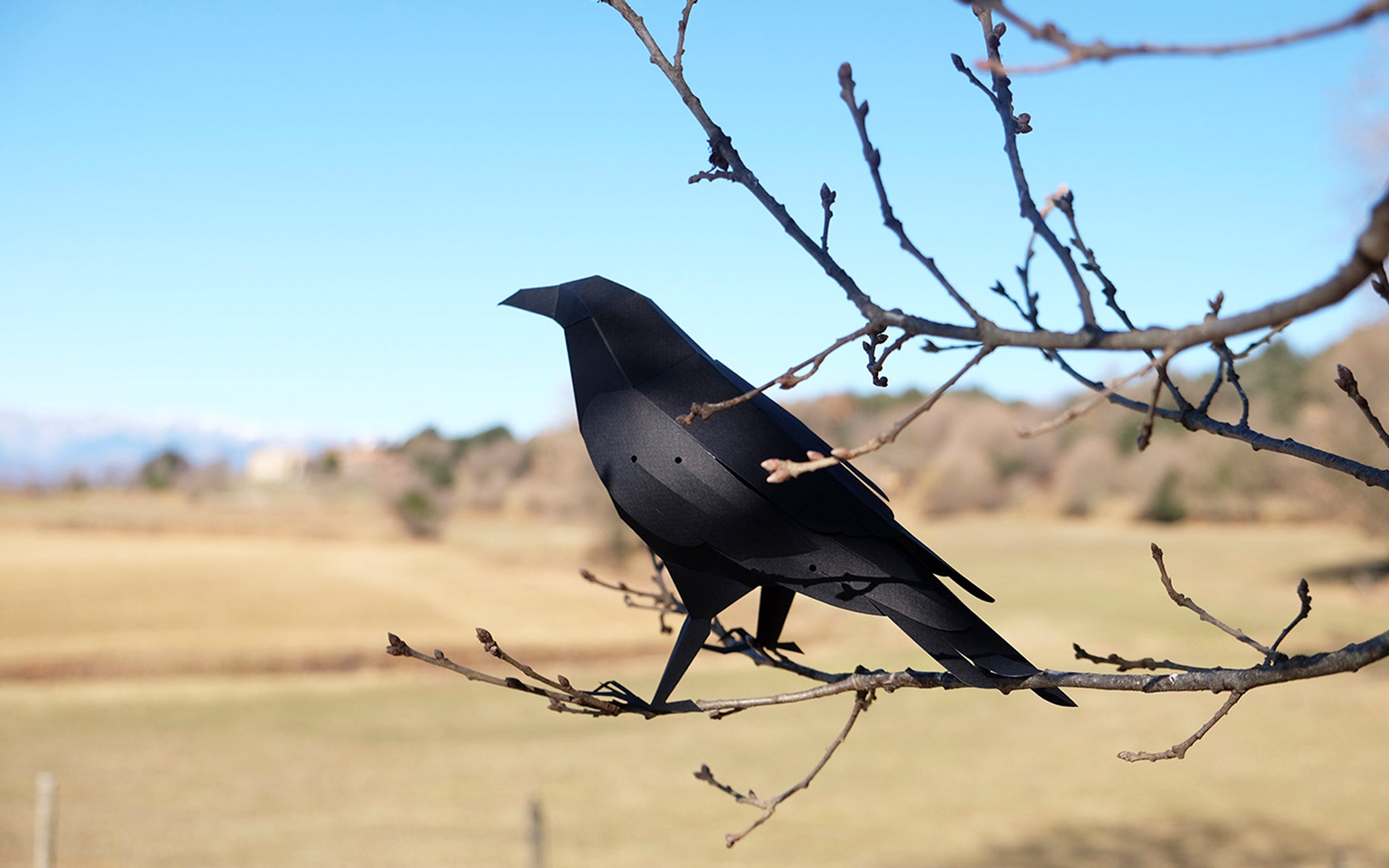 3D Paper Model - Corvus Corvax (Raven)