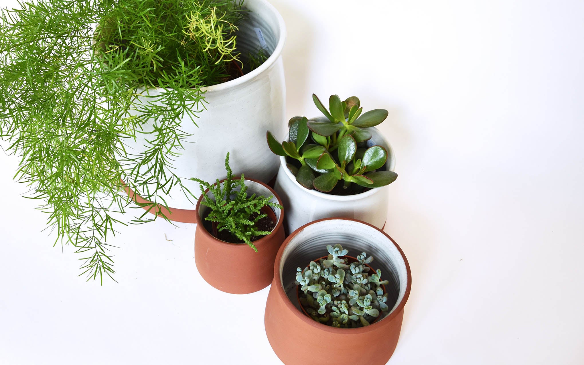 Terracotta plant pots